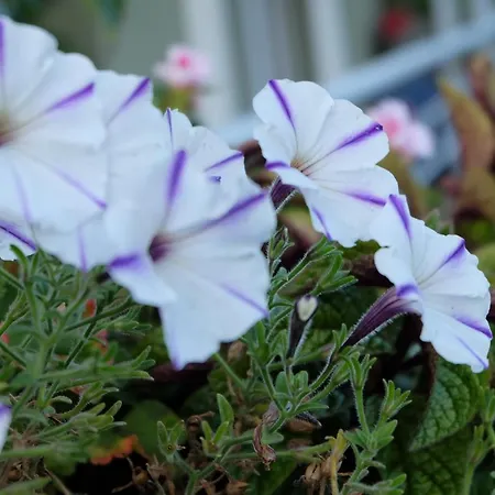 Pod Aniolem - Goscinne & Z Widokiem Na Gory 3*