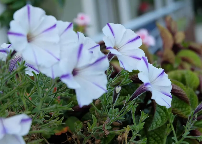 Pod Aniolem - Goscinne & Z Widokiem Na Gory 3*